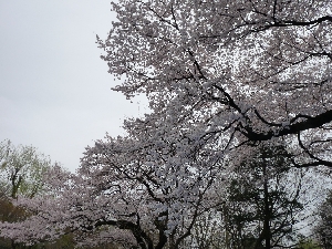 NSA(自由民主党/自民党学生部) 戸山公園にてお花見。生憎の天気でしたが、盛りあがりました！